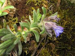 Glandora diffusa
