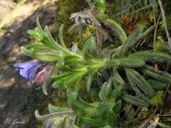 Glandora diffusa