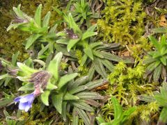 Glandora diffusa