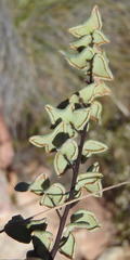 Pellaea leucomelas