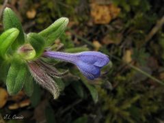 Glandora diffusa