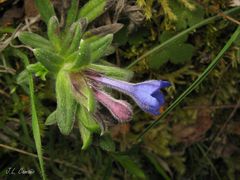 Glandora diffusa
