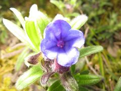 Glandora diffusa
