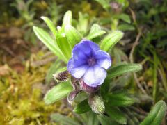 Glandora diffusa