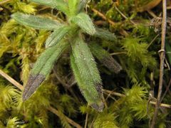 Glandora diffusa