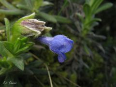 Glandora diffusa