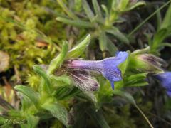 Glandora diffusa