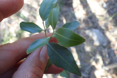 Pleurostylia capensis