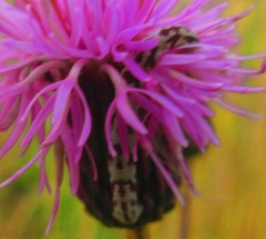Eupithecia centaureata