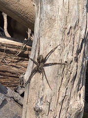 Dolomedes gertschi