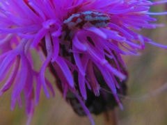 Eupithecia centaureata