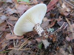 Melanoleuca verrucipes