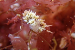 Cuthona hamanni