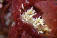 Cuthona hamanni