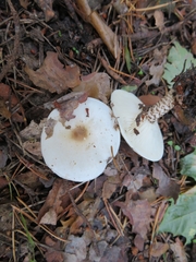 Melanoleuca verrucipes