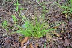 Dichanthelium linearifolium