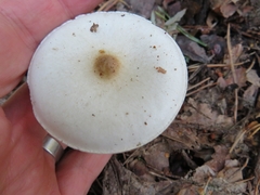 Melanoleuca verrucipes