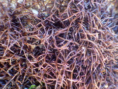 Chondracanthus acicularis