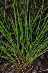 Dichanthelium linearifolium