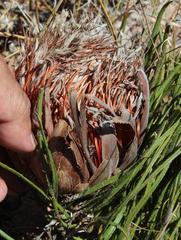 Protea scorzonerifolia