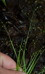 Dichanthelium linearifolium