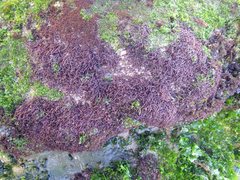 Chondracanthus acicularis