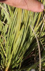 Protea scorzonerifolia