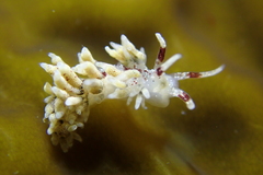 Cuthona hamanni