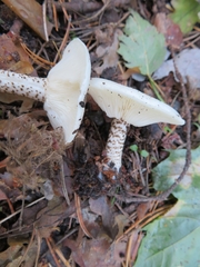 Melanoleuca verrucipes