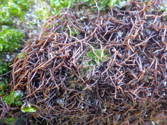 Chondracanthus acicularis