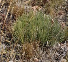 Protea scorzonerifolia
