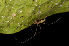 Tetragnatha hawaiensis