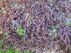 Chondracanthus acicularis