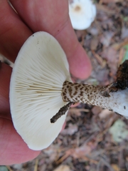 Melanoleuca verrucipes