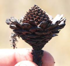 Protea scorzonerifolia