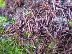 Chondracanthus acicularis