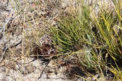 Protea scorzonerifolia