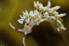 Cuthona hamanni