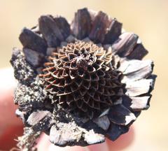 Protea scorzonerifolia