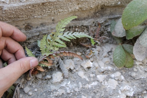 Image of Woodwardia spinulosa by (c) Viacheslav Shalisko, some rights reserved (CC BY)