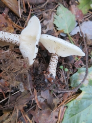 Melanoleuca verrucipes