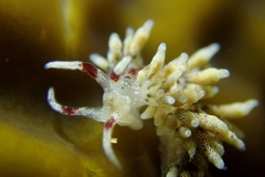 Cuthona hamanni