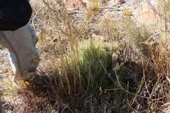 Protea scorzonerifolia