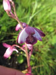 Eulophia hians hians