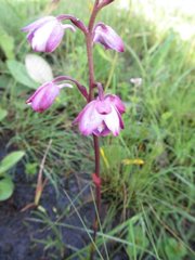 Eulophia hians hians