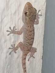 Tarentola mauritanica