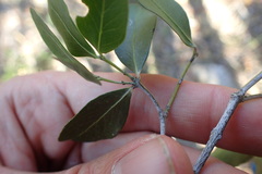 Pleurostylia capensis