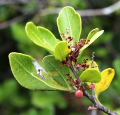 Searsia lucida lucida