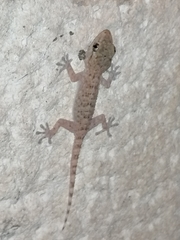 Tarentola mauritanica