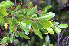 Searsia lucida lucida